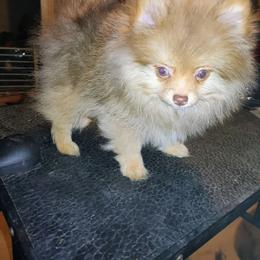 Pomeranian puppies from K&A Little Wonder's