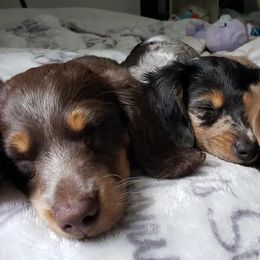 Dachshunds from Mountain View Doxies