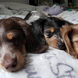 Dachshunds from Mountain View Doxies