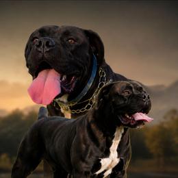 Sookie - Boerboel