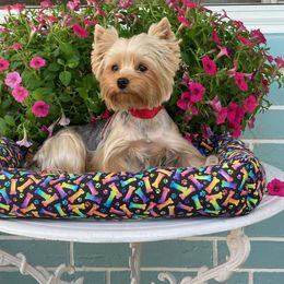 Paris - Yorkshire Terrier