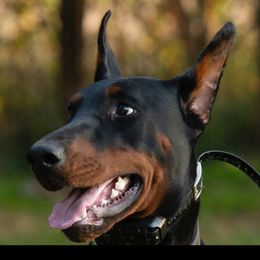 Yara - Doberman Pinscher