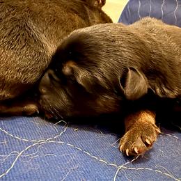 Girl 3 - Black and red female German Shepherd puppy in Carbondale, Kansas from Cunningham German Shepherds, LLC