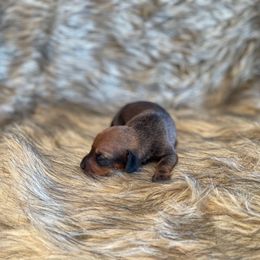 Meadow - Red female Dachshund puppy in Purdy, Missouri from Shotgun Pups
