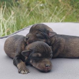 Zelda (top) - Salt and pepper female Miniature Schnauzer puppy in Milton Freewater, Oregon from Rose Brook Family Farms