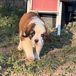 Holly Blue - Red and white female Saint Bernard puppy in Warrensburg, Missouri from Hirt House Saints