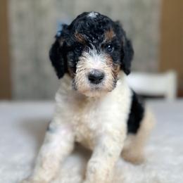 Angus - Tri-color male Bernedoodle puppy in Osage City, Kansas from Golden Ridge Goldens