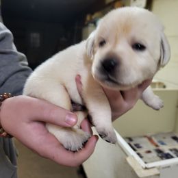 Peter - Yellow male Labrador Retriever puppy in Middleburg, Pennsylvania from Countrylanes labs