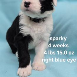 Sparky - Gray and white male Old English Sheepdog puppy in Sutherlin, Oregon from Sapphire Eyes Sheepdogs