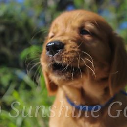 Golden Retriever Puppies from Sunshine Goldens