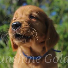 Golden Retriever Puppies from Sunshine Goldens