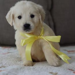 4th Pick Girl (Ms.Yellow) - Light golden female Golden Retriever puppy in Albany, Kentucky from Castleton Brooks Goldens