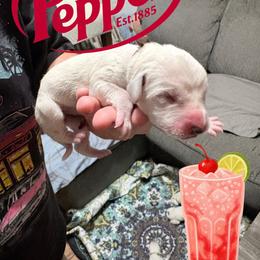 Dr. Pepper - White and black female Dalmatian puppy in Des Moines, Iowa from Spot Splattered Dalmatians