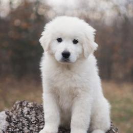 Tundra - White female Maremma Sheepdog puppy in Conway, Missouri from 2J 2K Border Collies | Maremma Sheepdogs