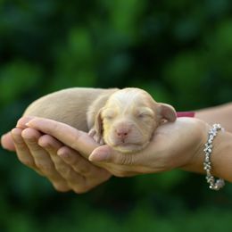 Buttercup - Cream female Dachshund puppy in Fort Myers, Florida from Blossom Paws