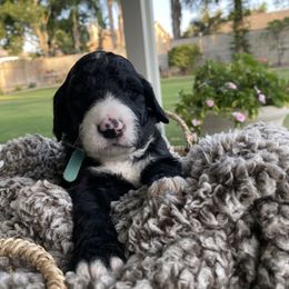 Assorted Doodle Crosses Puppies from Aussie Mountain Doodles
