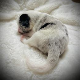 Boy 3 - White and blue merle male Border Collie puppy in Jonesboro, Arkansas from Hampton Border Collies