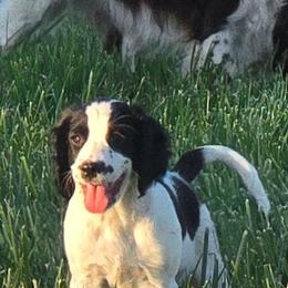Riley - White and black male English Springer Spaniel puppy in Palisade, Colorado from Bigfoot's Kennel