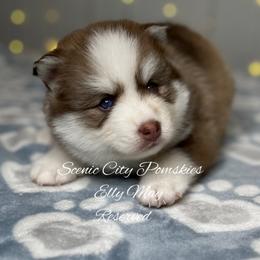 Elly May - Red and white female Pomsky puppy in Rossville, Georgia from Scenic City Pomskies
