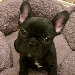 Nash - French Bulldog