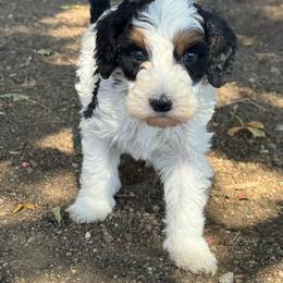 Templeton - Tri-color male Bernedoodle puppy in Longmont, Colorado from Colorado Miniature Bernedoodle Puppies
