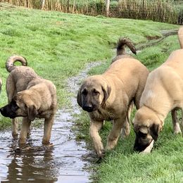 Anatolian Shepherd Dog Puppies from Shepherds Rest Anatolians
