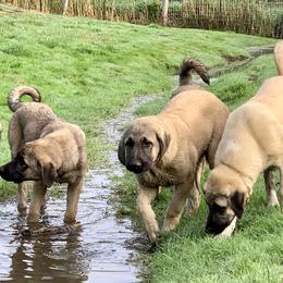 Anatolian Shepherd Dog Puppies from Shepherds Rest Anatolians