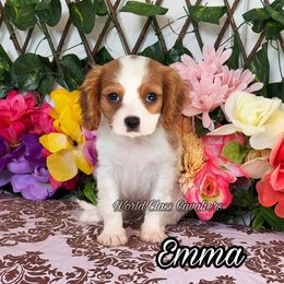 Emma - Blenheim female Cavalier King Charles Spaniel puppy in Hollywood, Florida from World Class Cavaliers