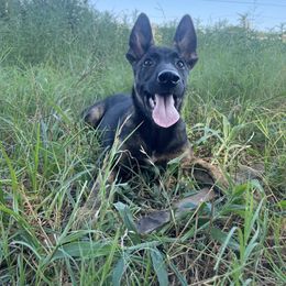 Belgian Malinois and xDutch Shepherd Puppies from Ruach Kaizen Malinois