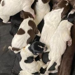 German Shorthaired Pointers from GSP Farms