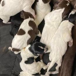 German Shorthaired Pointers from GSP Farms