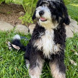 Isabella - Bernedoodle