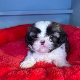 Chloe - Black gold and white female Shih Tzu puppy in Bradley, South Carolina from Katie’s Kennel