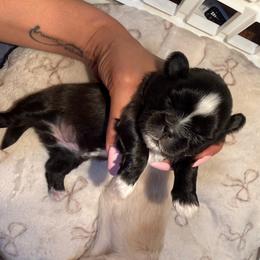 Nova - Black and white female Shih Tzu puppy in Orlando, Florida from Shih Tzu Puppy in Orlando