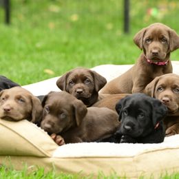 Labrador Retriever puppies from Labs of Cottonhollow