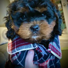 Cavachon, Cavalier King Charles Spaniel, and Cavapoo Puppies from Cavachon Love