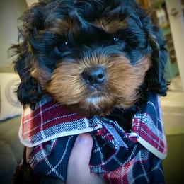 Cavachon, Cavalier King Charles Spaniel, and Cavapoo Puppies from Cavachon Love
