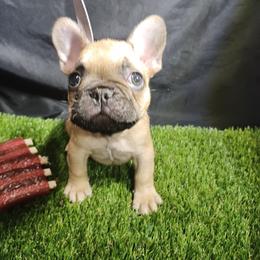 French Bulldog puppies from Jesssica's Frenchies