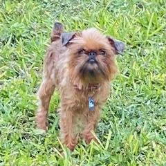 Hazelnut - Brussels Griffon