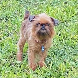 Hazelnut - Brussels Griffon