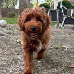 1 - Red male Australian Labradoodle puppy in Ocala, Florida from Vinton Valley Australian Labradoodles