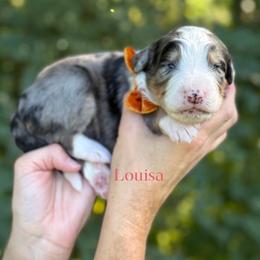 Louisa - UNFURNISHED - Blue merle female Bernedoodle puppy in Bellville, Ohio from Bernedoodle Buddies