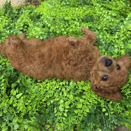 Lily - Red  female Poodle puppy in Fort Salonga, New York from Blues Performance Poodles