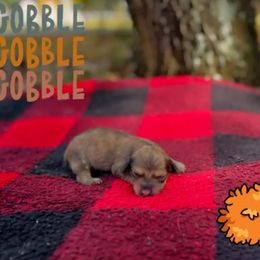 Shaded girl - Red female Dachshund puppy in Crestview, Florida from Neverending Dachies