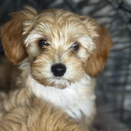 Sammy - Apricot male Goldendoodle puppy in Corona, California from SoCalFamilyFrenchies, Doodles and more