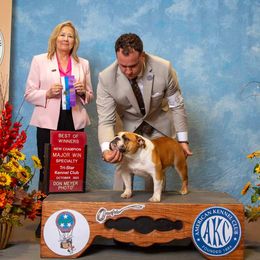 Bulldog, Great Dane, and Pointer All Grown Up from Dogma Danes & Pointers & Bulldogs