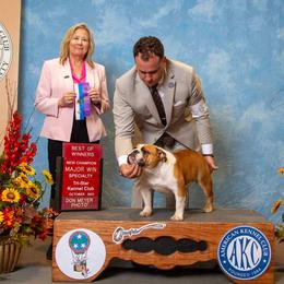 Bulldog, Great Dane, and Pointer All Grown Up from Dogma Danes & Pointers & Bulldogs