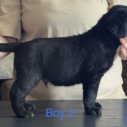 Labrador Retriever Puppies from R Little Retrievers