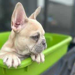 Toffee - Fawn female French Bulldog puppy in Clermont, Florida from Nala’s Nest