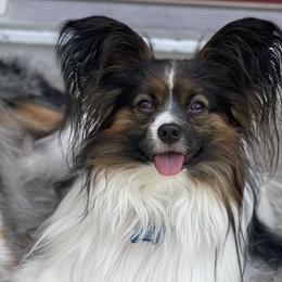 Miniature American Shepherds and Papillons from LS Best Friends
